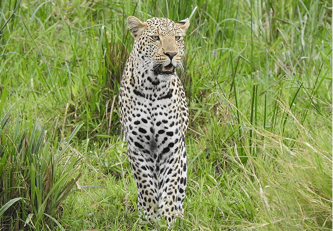 Tangulia Ndogo Maasai Mara camp Kenya