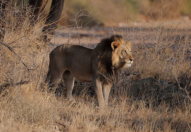 basecamp-samburu-is-a-luxury-safari-lodge-in-samburu-national-reserve-known-for-its-stargazing-experiences-and-wildlife-viewing-including-lions Basecamp Samburu Kalama Conservancy