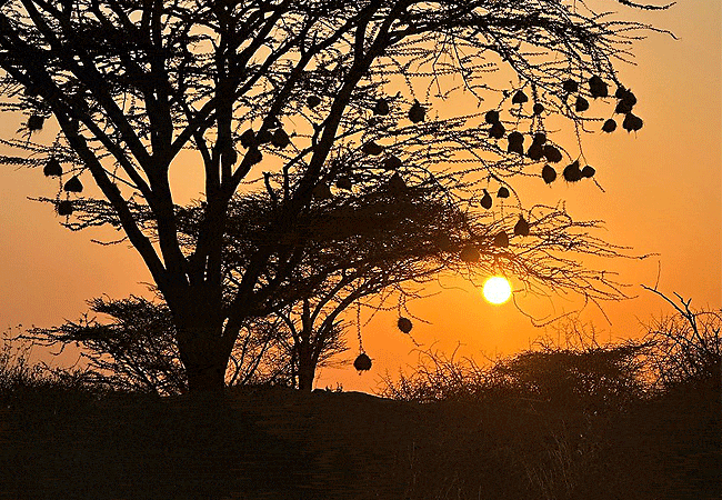 basecamp-samburu-is-located-in-kalama-conservancy-samburu-northern-kenya Basecamp Samburu Kalama Conservancy