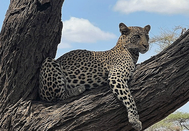 basecamp-samburu-kalama-conservancy-leopard Basecamp Samburu Kalama Conservancy