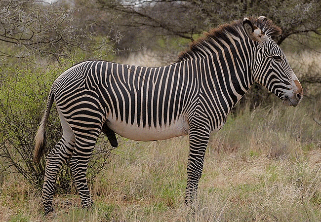 basecamp-samburu-luxury-camp-grevy-zebra Basecamp Samburu Kalama Conservancy