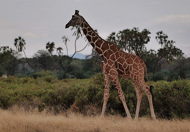 basecamp-samburu-reticulated-giraffe Basecamp Samburu Kalama Conservancy