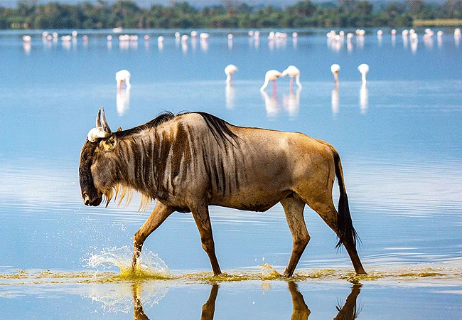 Sungura Safari Camp Amboseli