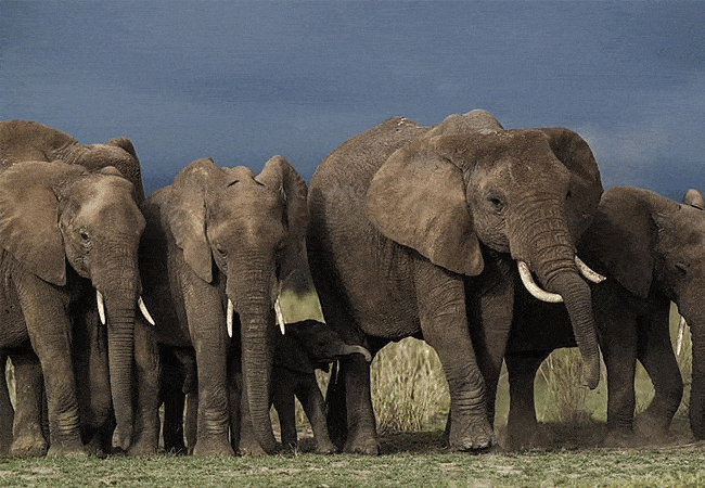 Sungura Safari Camp Amboseli
