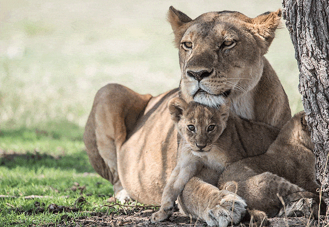 Sungura Safari Camp Amboseli