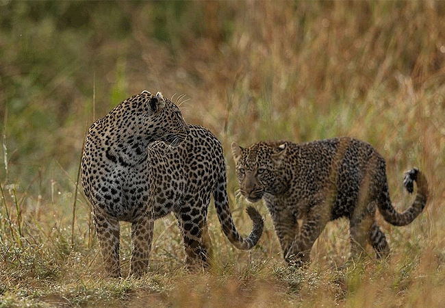jw-marriott-ritz-carlton-masai-mara-safari-camp-leopards-are-believed-to-be-over-50
