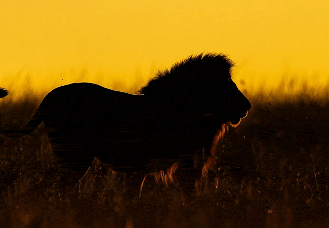 jw-marriott-ritz-carlton-masai-mara-safari-camp-lion-in-the-african-wild-at-sunset JW Marriot Ritz Calton Masai Mara Safari Camp