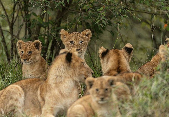 jw-marriott-ritz-carlton-masai-mara-safari-camp-lions JW Marriot Ritz Calton Masai Mara Safari Camp