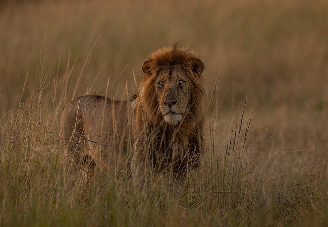 jw-marriott-ritz-carlton-masai-mara-safari-camp-male-lions-are-known-to-lay-claim-and-defend-large-pieces-of-land-ranging-from-30–400-square-kilometres JW Marriot Ritz Calton Masai Mara Safari Camp