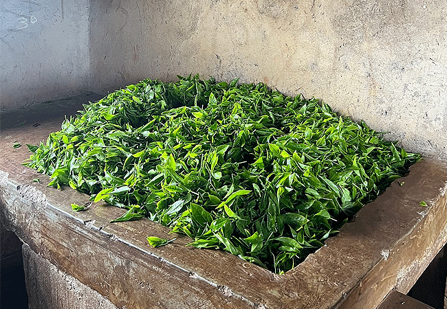 purple-tea-farm-tour-at-gatura-greens-farm-muranga-county-hand-picked-tea Purple Tea Farm Tour at Gatura Greens Farm Muranga County