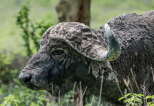 egret-savannah-camp-lake-nakuru-national-park-african-cape-buffalo Egret Savannah Camp Lake Nakuru National Park