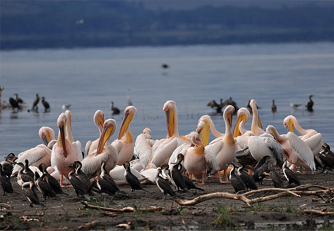 egret-savannah-camp-lake-nakuru-national-park-african-darters-and-pelicans Egret Savannah Camp Lake Nakuru National Park