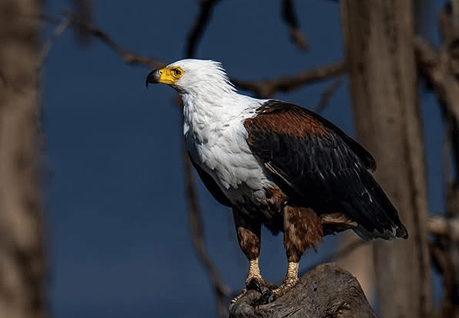 egret-savannah-camp-lake-nakuru-national-park-african-fish-eagle Egret Savannah Camp Lake Nakuru National Park
