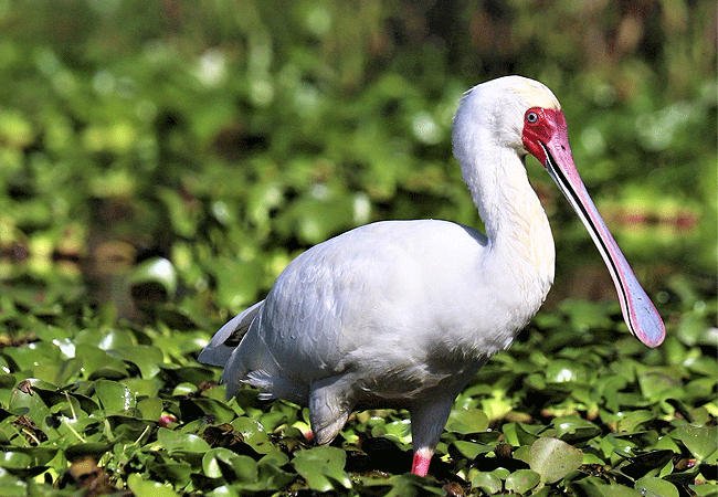 egret-savannah-camp-lake-nakuru-national-park-african-spoonbill-bird Egret Savannah Camp Lake Nakuru National Park