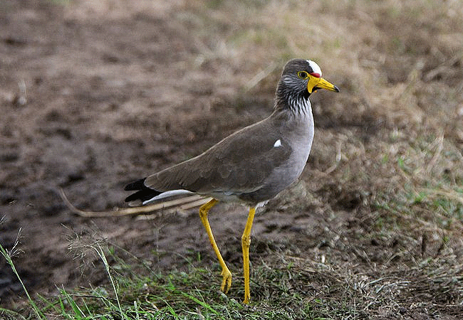 egret-savannah-camp-lake-nakuru-national-park-african-wattled-lapwing Egret Savannah Camp Lake Nakuru National Park