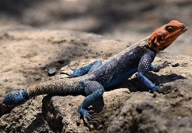 egret-savannah-camp-lake-nakuru-national-park-agama-lizard Egret Savannah Camp Lake Nakuru National Park
