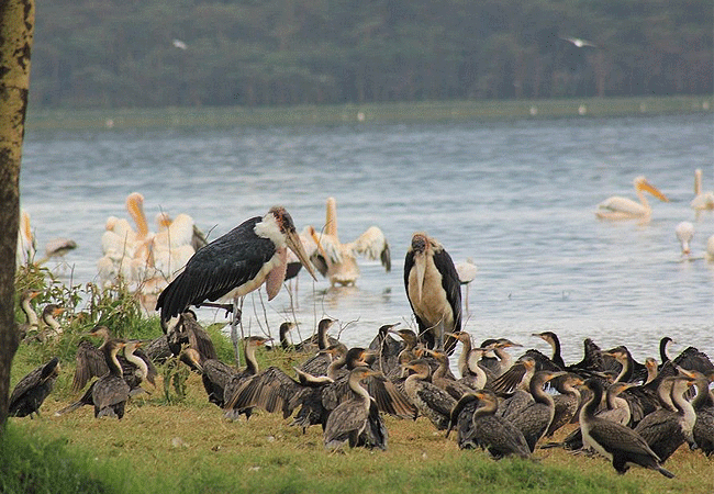 egret-savannah-camp-lake-nakuru-national-park-birds Egret Savannah Camp Lake Nakuru National Park