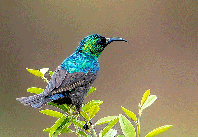 egret-savannah-camp-lake-nakuru-national-park-blue-headed-sunbird Egret Savannah Camp Lake Nakuru National Park