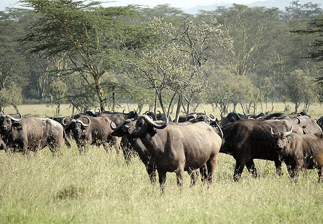 egret-savannah-camp-lake-nakuru-national-park-buffalo-herd Egret Savannah Camp Lake Nakuru National Park