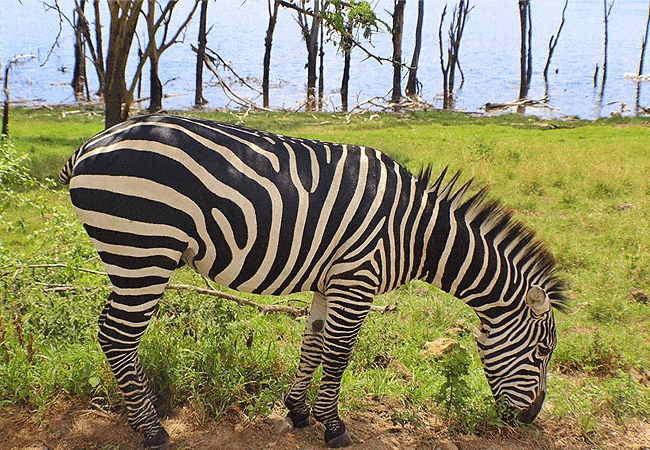 egret-savannah-camp-lake-nakuru-national-park-common-zebra Egret Savannah Camp Lake Nakuru National Park