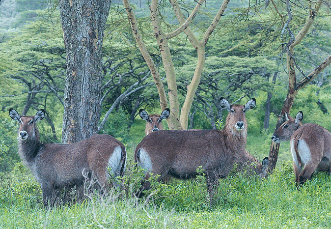 egret-savannah-camp-lake-nakuru-national-park-defassa-waterbuck-antelopes Egret Savannah Camp Lake Nakuru National Park