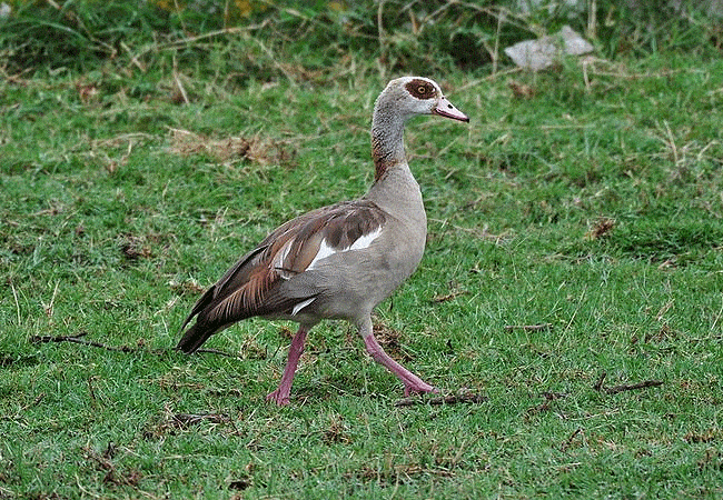 egret-savannah-camp-lake-nakuru-national-park-egyptian-goose Egret Savannah Camp Lake Nakuru National Park