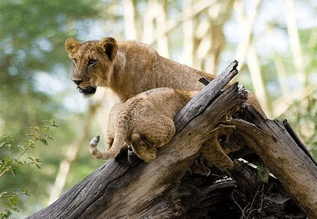egret-savannah-camp-lake-nakuru-national-park-female-lionesses Egret Savannah Camp Lake Nakuru National Park