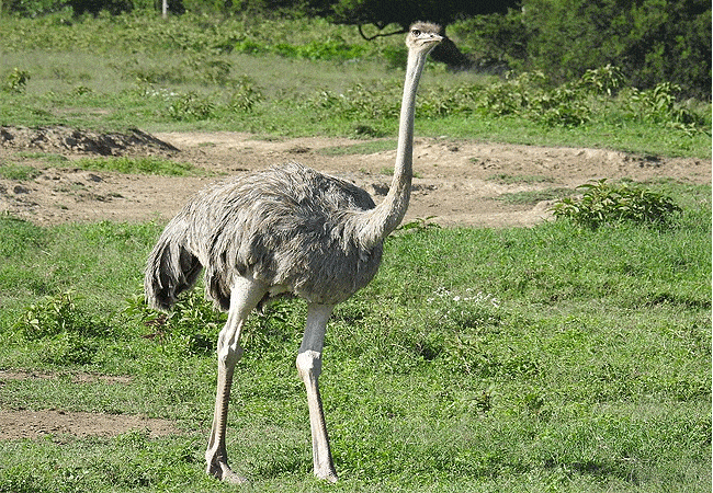 egret-savannah-camp-lake-nakuru-national-park-female-ostritch Egret Savannah Camp Lake Nakuru National Park