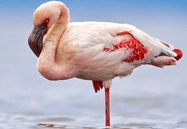 egret-savannah-camp-lake-nakuru-national-park-flamingo-bird Egret Savannah Camp Lake Nakuru National Park