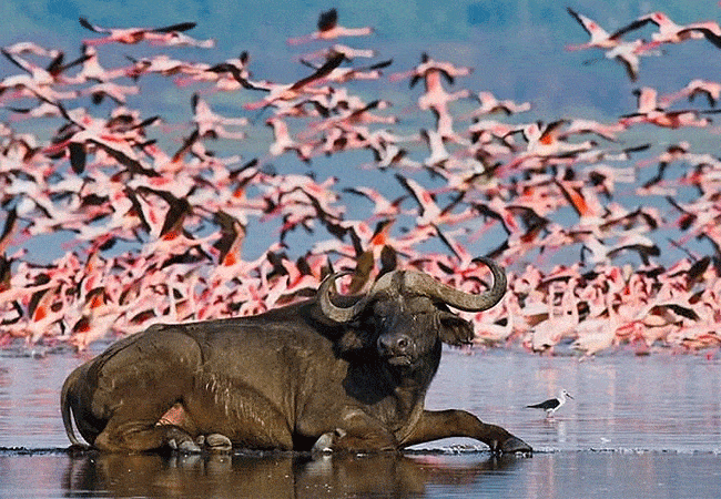 egret-savannah-camp-lake-nakuru-national-park-flamingos-and-buffalo Egret Savannah Camp Lake Nakuru National Park