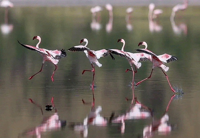 egret-savannah-camp-lake-nakuru-national-park-flamingos-taking-off-from-water Egret Savannah Camp Lake Nakuru National Park