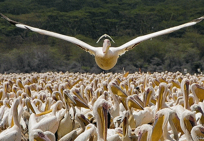 egret-savannah-camp-lake-nakuru-national-park-great-white-pelican Egret Savannah Camp Lake Nakuru National Park