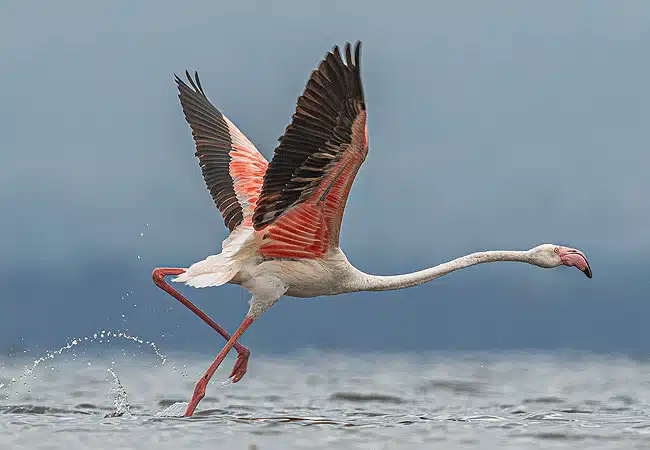egret-savannah-camp-lake-nakuru-national-park-greater-flamingoes Egret Savannah Camp Lake Nakuru National Park