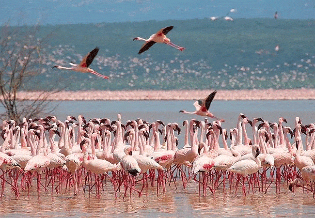 egret-savannah-camp-lake-nakuru-national-park-greater-flamingos Egret Savannah Camp Lake Nakuru National Park