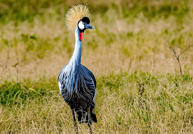 egret-savannah-camp-lake-nakuru-national-park-grey-crowned-crane Egret Savannah Camp Lake Nakuru National Park