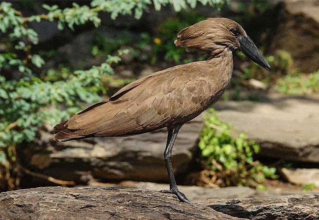 egret-savannah-camp-lake-nakuru-national-park-hammerkop-bird Egret Savannah Camp Lake Nakuru National Park