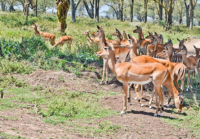 egret-savannah-camp-lake-nakuru-national-park-impala-antelope-herd Egret Savannah Camp Lake Nakuru National Park