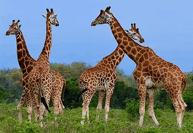 egret-savannah-camp-lake-nakuru-national-park-journey-of-giraffes Egret Savannah Camp Lake Nakuru National Park