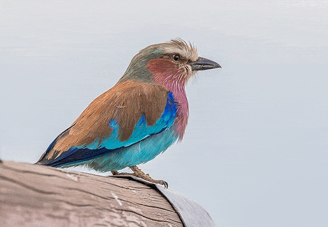 egret-savannah-camp-lake-nakuru-national-park-lilac-breasted-roller-bird Egret Savannah Camp Lake Nakuru National Park
