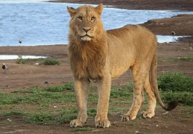 egret-savannah-camp-lake-nakuru-national-park-lion Egret Savannah Camp Lake Nakuru National Park