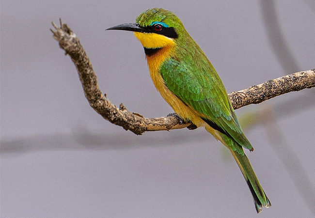 egret-savannah-camp-lake-nakuru-national-park-little-bee-eater-bird Egret Savannah Camp Lake Nakuru National Park