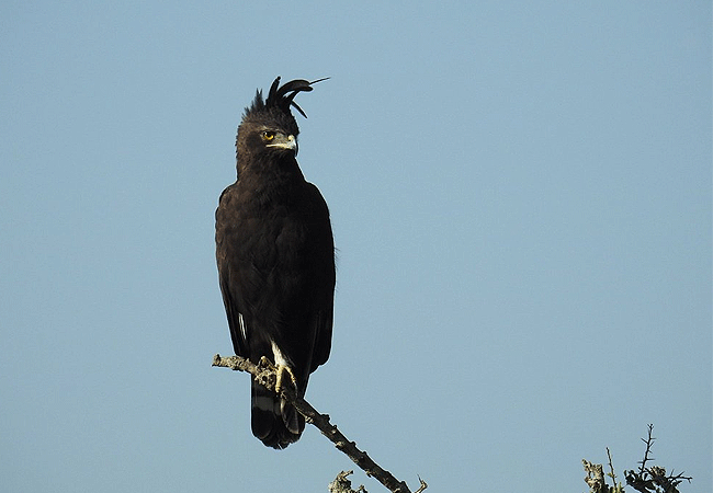 egret-savannah-camp-lake-nakuru-national-park-long-crested-eagle Egret Savannah Camp Lake Nakuru National Park