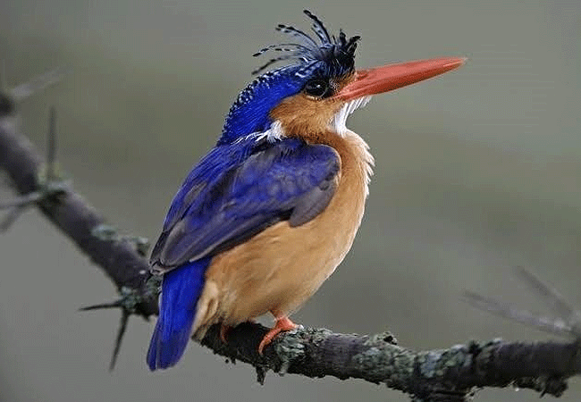 egret-savannah-camp-lake-nakuru-national-park-malachite-Kingfisher Egret Savannah Camp Lake Nakuru National Park