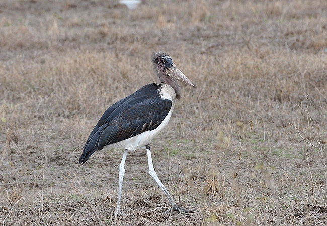 egret-savannah-camp-lake-nakuru-national-park-marabou-stork Egret Savannah Camp Lake Nakuru National Park