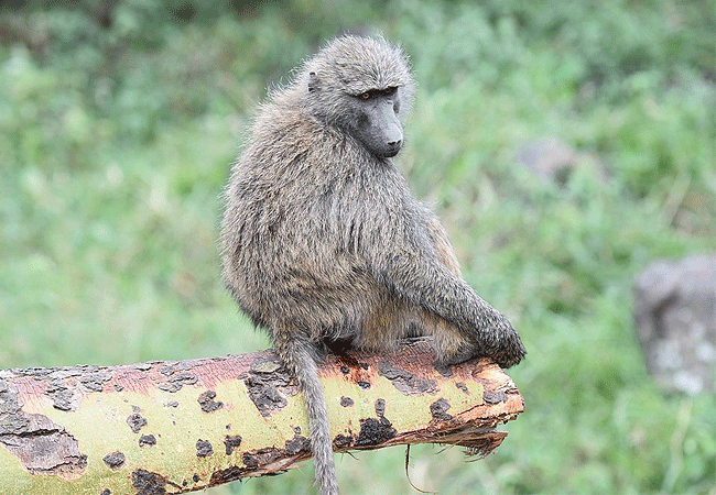 egret-savannah-camp-lake-nakuru-national-park-olive-baboon Egret Savannah Camp Lake Nakuru National Park