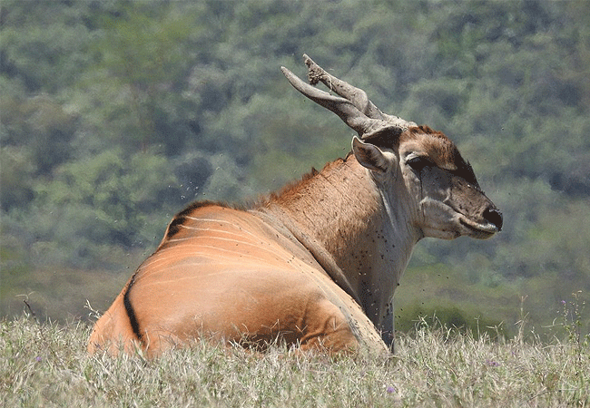 egret-savannah-camp-lake-nakuru-national-park-pattersons-eland Egret Savannah Camp Lake Nakuru National Park