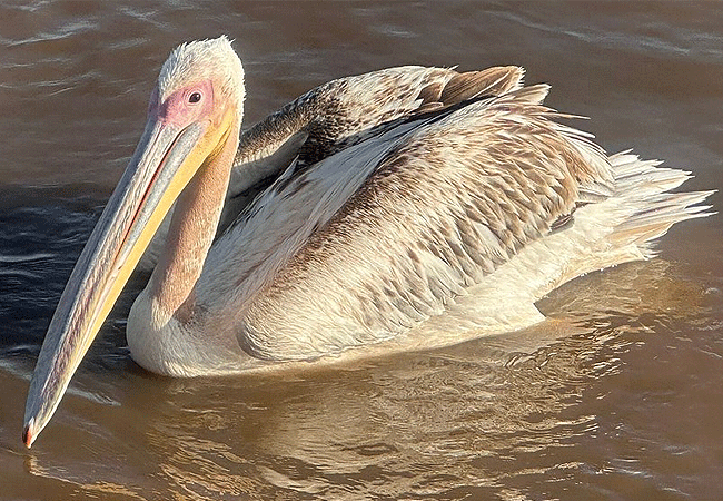 egret-savannah-camp-lake-nakuru-national-park-pelican Egret Savannah Camp Lake Nakuru National Park