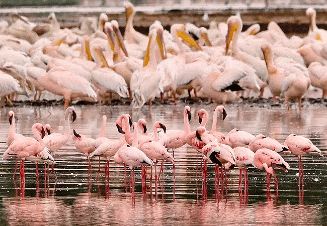 egret-savannah-camp-lake-nakuru-national-park-pink-flamingos-and-white-pelicans Egret Savannah Camp Lake Nakuru National Park
