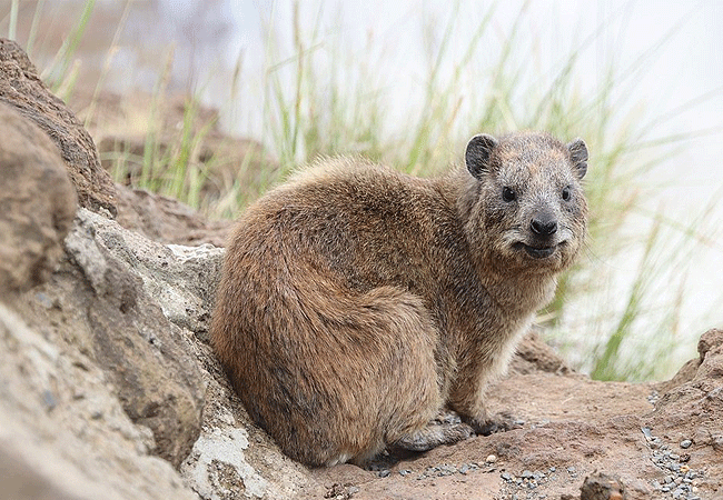 egret-savannah-camp-lake-nakuru-national-park-rock-hyrax Egret Savannah Camp Lake Nakuru National Park