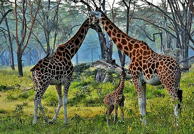 egret-savannah-camp-lake-nakuru-national-park-rothschilds-giraffe Egret Savannah Camp Lake Nakuru National Park